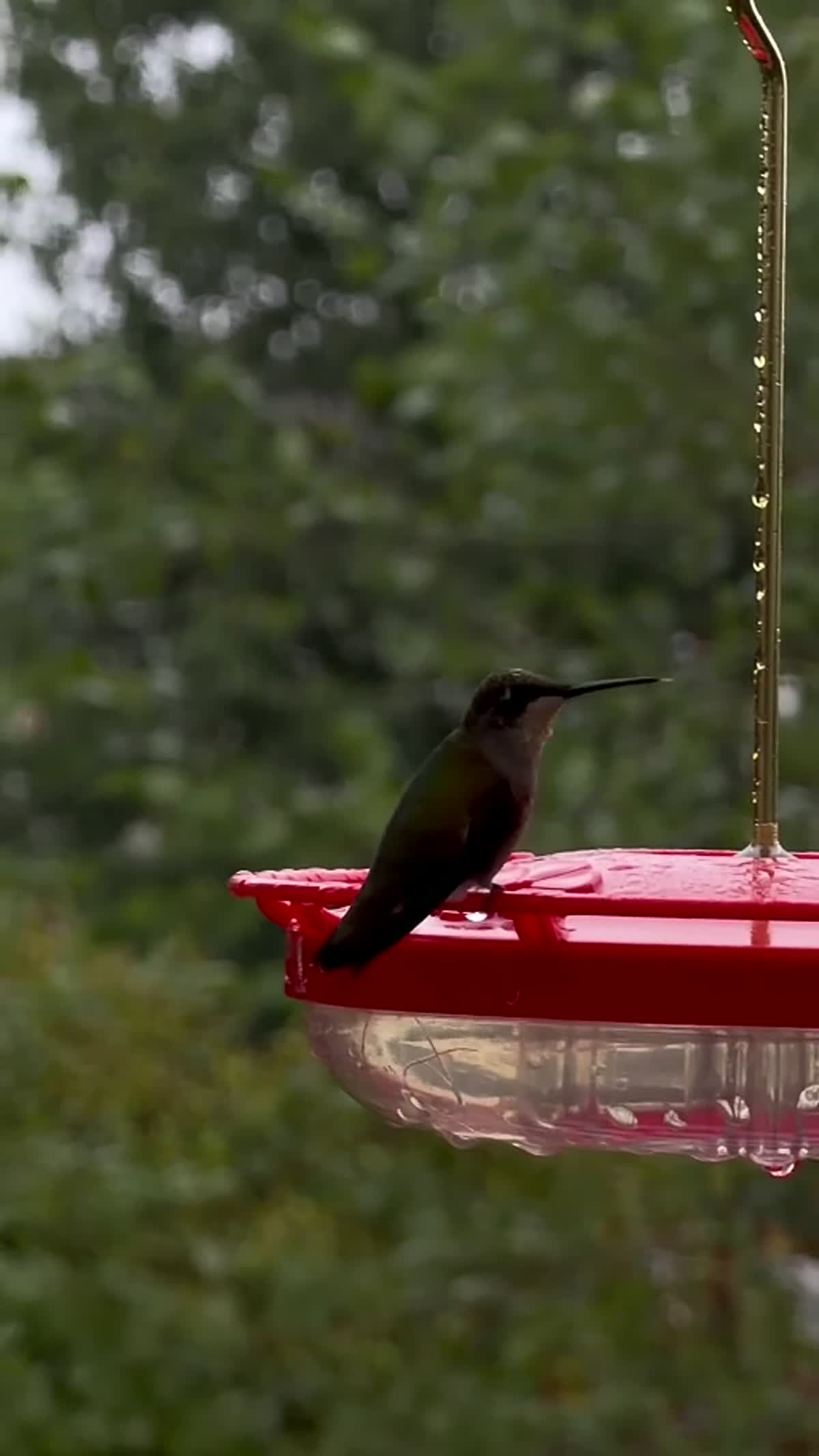 A hummingbird resting at a backyard feeder, surrounded by soft green foliage