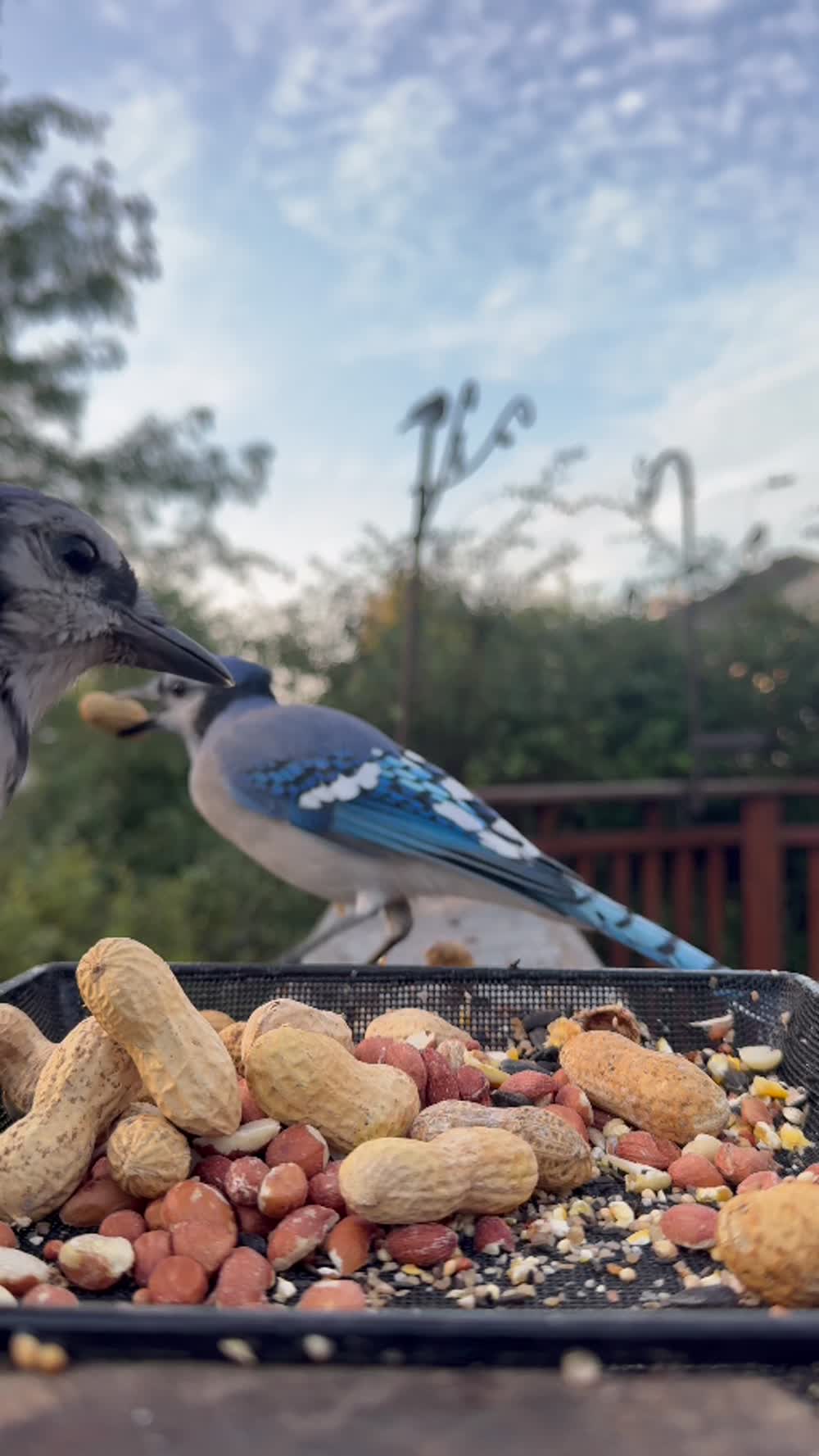 Blue jays visiting a tray of peanuts in the sanctuary