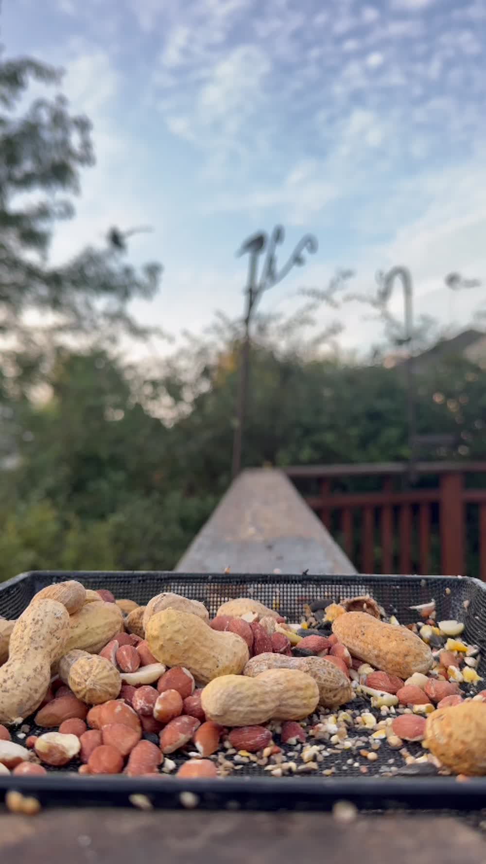 A tray of seeds and peanuts ready for the backyard visitors
